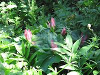 Windy Hill__9198.JPG