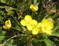 Yellow flowers.JPG
