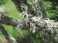 Spanish moss PV Ranch.JPG