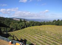 00 vineyard at Fogarty Winery.JPG