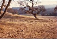 Picture Bovet Ranch  '75.jpg