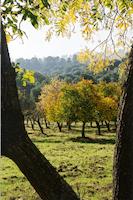 orchard thru tree.tif