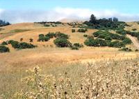 On route to Windy Hill.tif