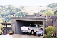 FLO-017p_Turkeys on Roof.tif