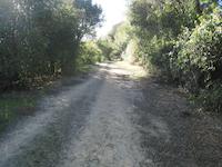 Woodside trace SAF adjacent Sausal Lake lkng S.JPG