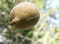 img_001_0057_147.5  Buckeye before burst.jpg