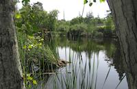 Pond near Ormondale school.jpg