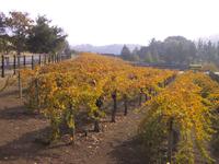Vineyard.JPG
