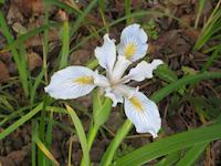 00 Iiris in white.JPG