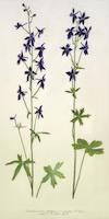 11 Delphinium patens  Spreading Larkspur.tif