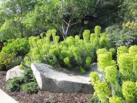 Landscaping at Cherokee.JPG
