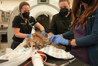 Fern's Spay 4-18-25.JPG