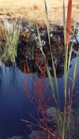 img_001_0130_218  Reeds in pond.jpg