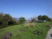 img_001_0157_246  Grasses.JPG