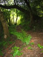 Arroyo Trail ferns.jpg