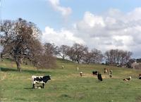Grazing cows.tif