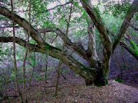 Oak on Hayforks Trail.JPG