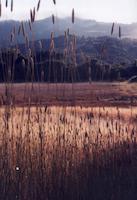 112 Layered view, Windy Hill.jpg