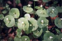 136 Miner's lettuce.jpg