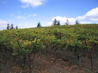 IMG_7072.JPG