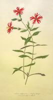 Silene californica.tif