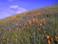 img_001_0105_192.5  lupine and poppies behind PVR.JPG