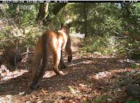 FLO-081d_mt.lion.jpg