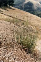 img_001_0269_89Grasses on ridge.jpg