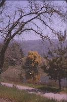 arching tree.tif
