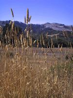 img_001_0004_03  Windy Hill ,grasses.JPG