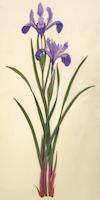 Iris douglasiana.tif