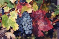 Grapes at harvest.jpg
