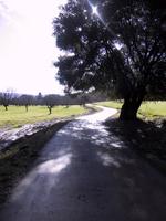 El Mirador Road.JPG