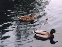 img_001_0239_63 Ducks in a row.jpg