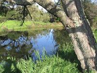 img_001_0238_62 Duck Pond reflections 6.jpg