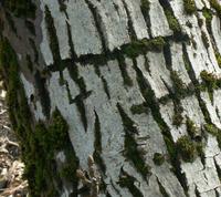 Tree moss  rings.jpg
