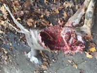 FLO-084d_deer carcass.jpg