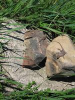 img_001_0033_122 Lizard on rocks.jpg