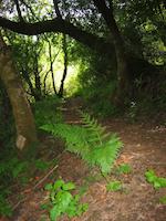 img_001_0009_09 Arroyo Trail ferns.jpg