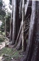 Cypress grove, Spring Rdg.jpg