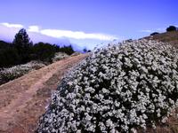Deer Path trail.JPG