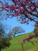 PV Ranch Red Budand oak 006.jpg