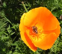 CA poppy31.JPG
