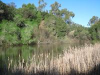 Sausal Lake 3.JPG
