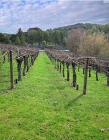 83 vineyard n winter.JPG