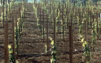img_001_0262_82 young cab sauv. vines.jpg