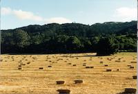 Haybales2.tif