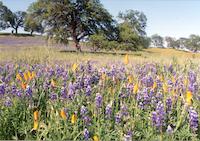 Lupine.tif
