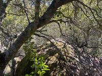 IMG_3439.jpeg