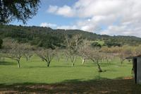 00 Jelich orchard.jpg